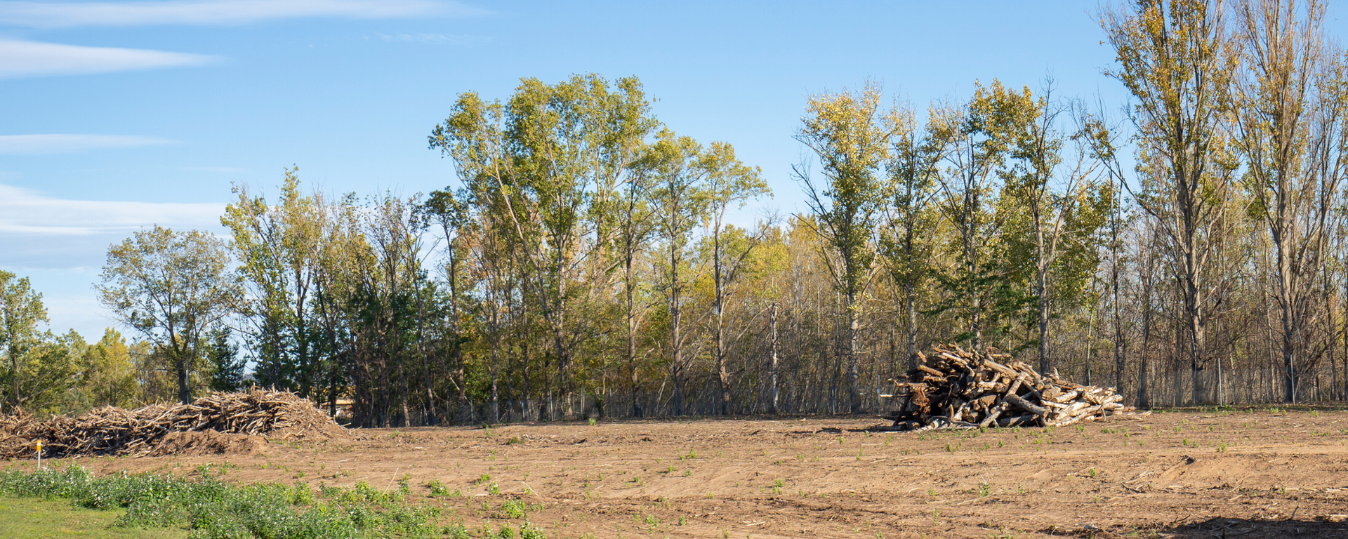 A pile of logs in a field with trees in the background.