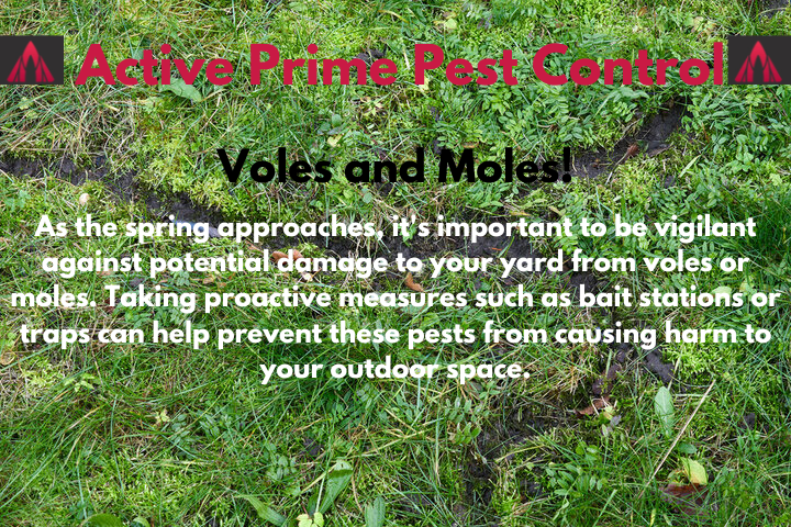 Early Spring Pests Voles and Moles