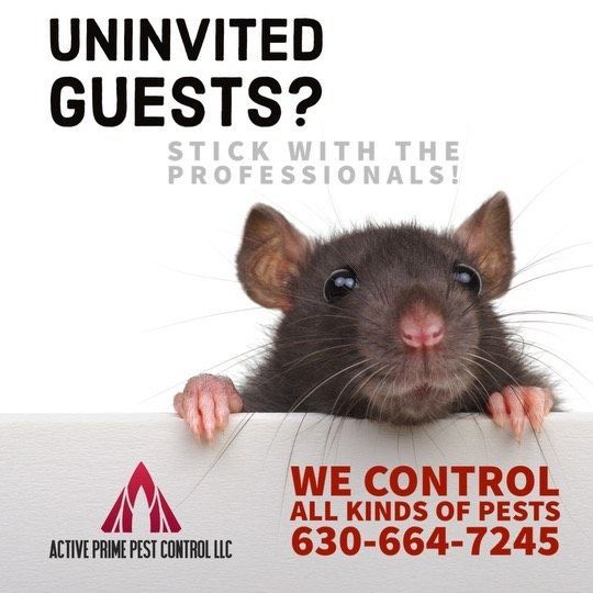 Active Prime Pest Control, our dedication to defending homeowners and businesses from unwanted pests