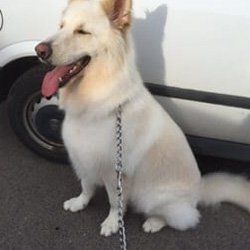 Microchipping and Ultrasounds