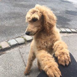 fluffy tan coloured dogs stood on hind legs
