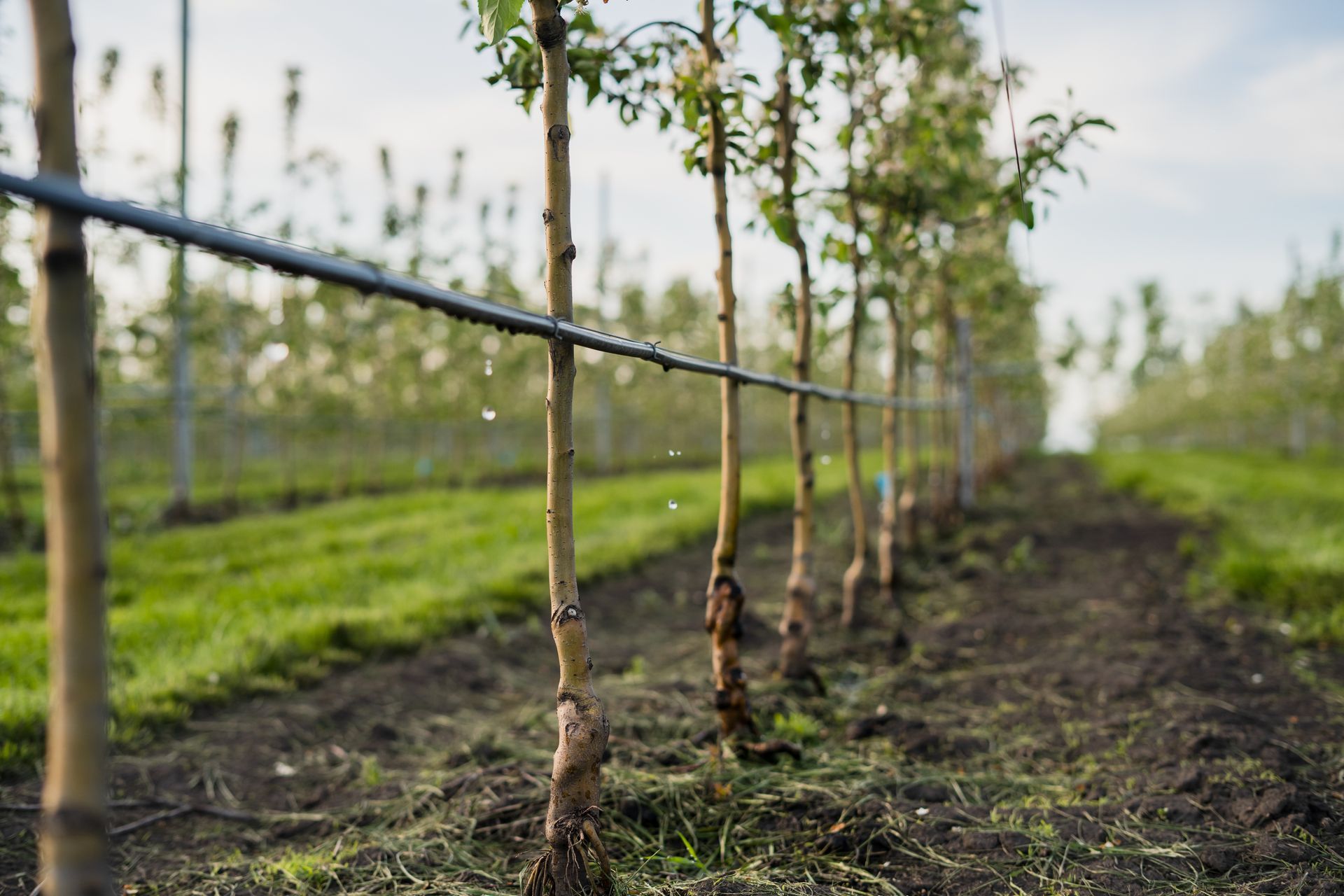 A row of trees in a field with a drip irrigation system.