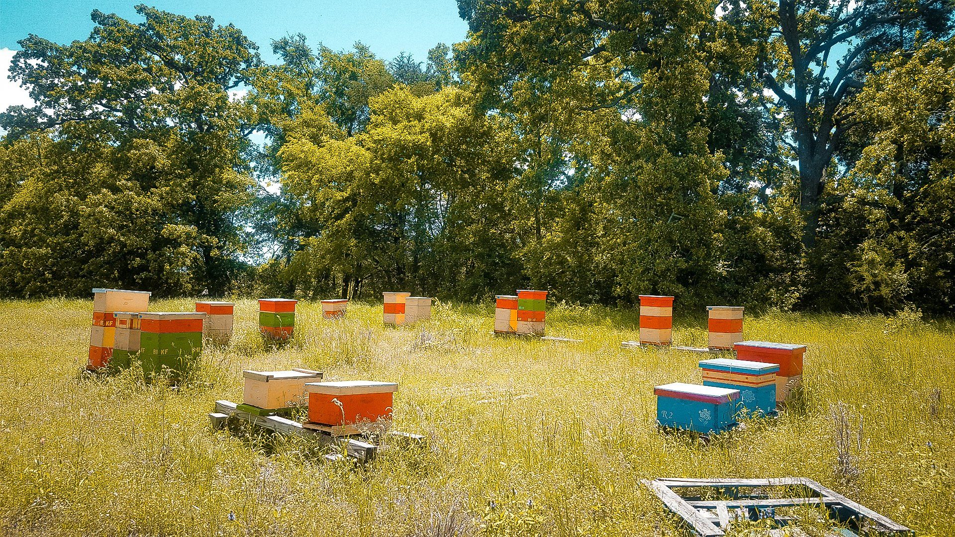 Honey Apple Farm beehives