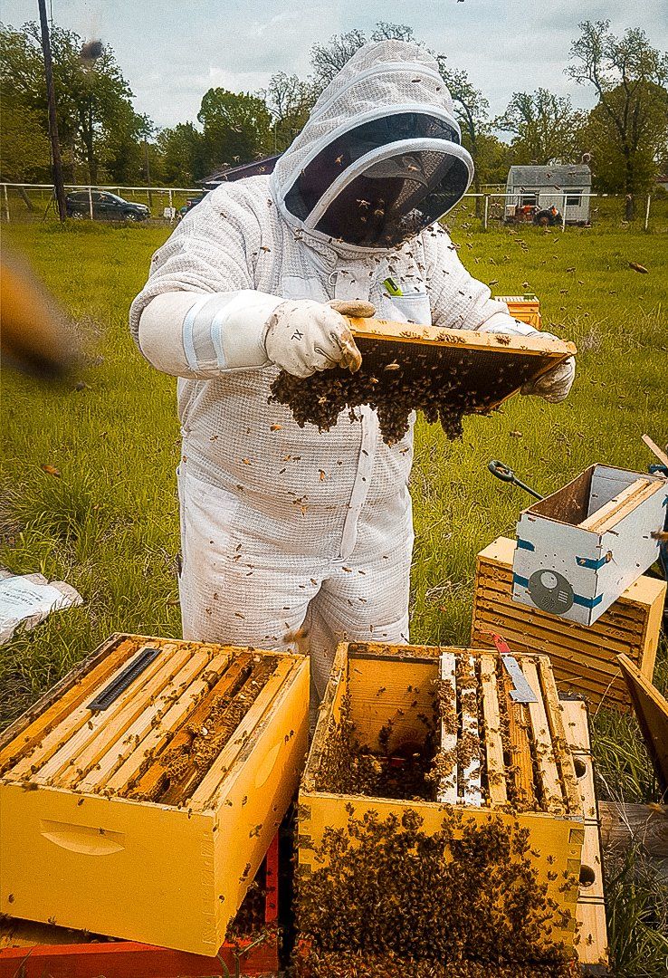 beekeeper removing honeycomb