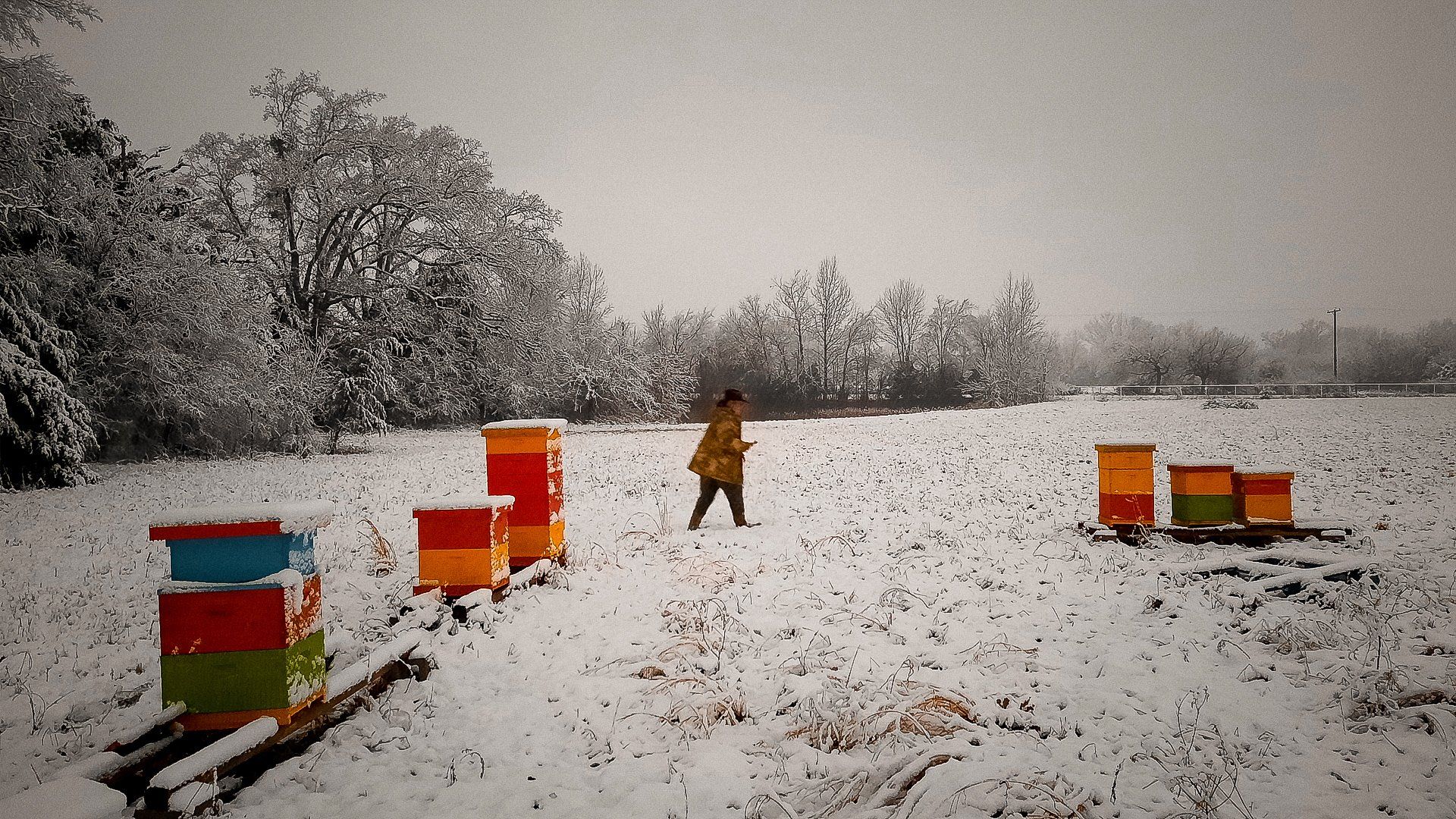 Honey Apple Farm beehives with a beekeeper in the snow