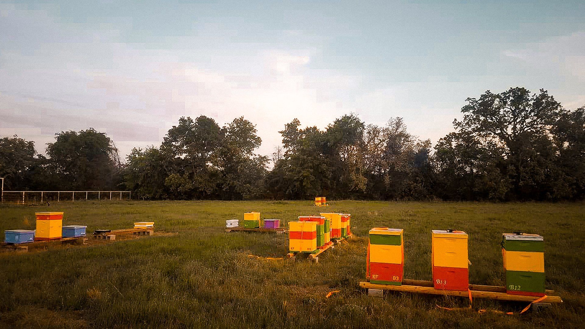 Honey Apple Farm beehives up close