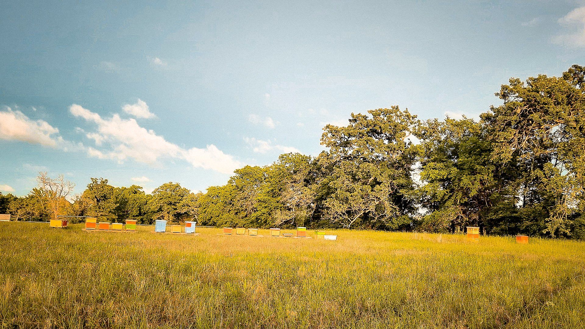 Honey Apple Farm beehives in the distance