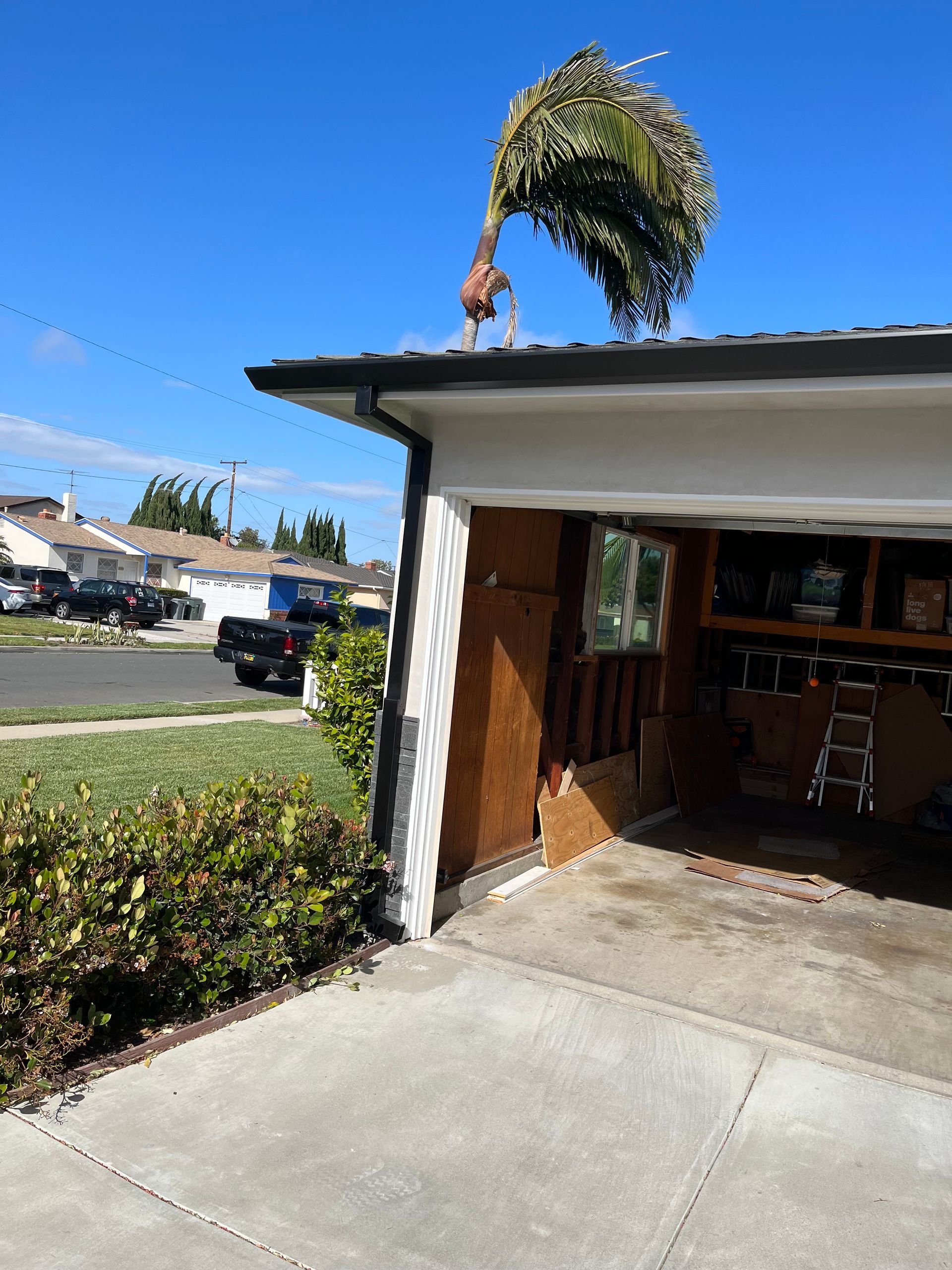 Palm fronds blown onto a garage roof. Bright blue sky, suburban setting.