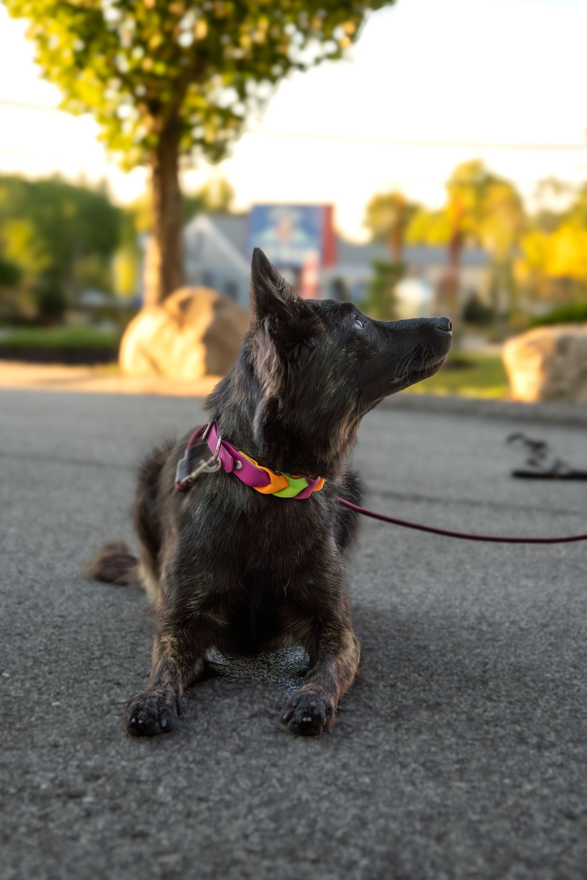 Board-and-Train Dog Training Programs for On and Off-leash Obedience in Concord, NH