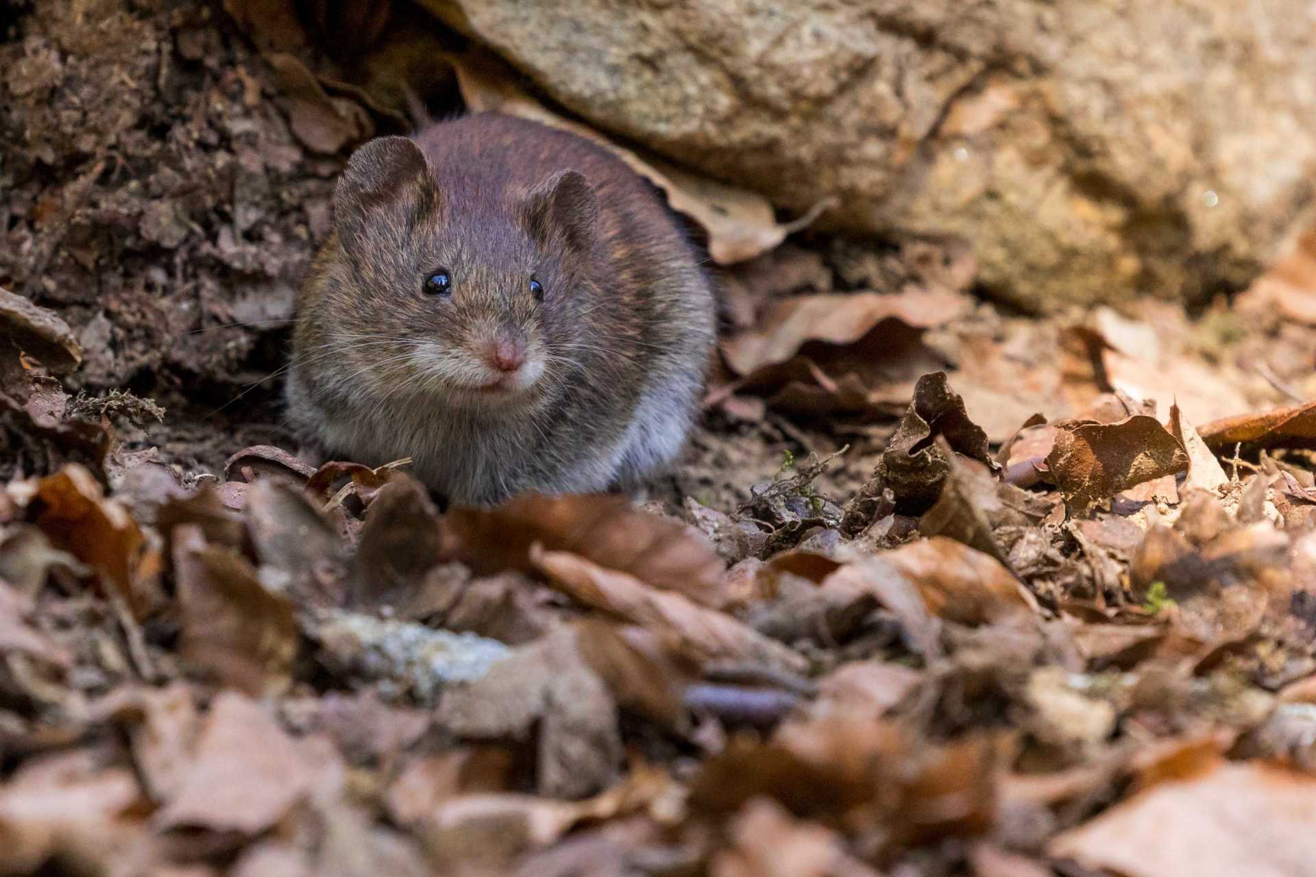 Drain Blocked By A Rat