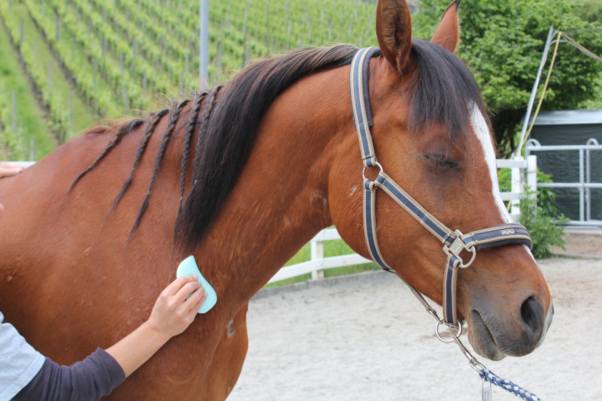 Fasciadisc für Pferde