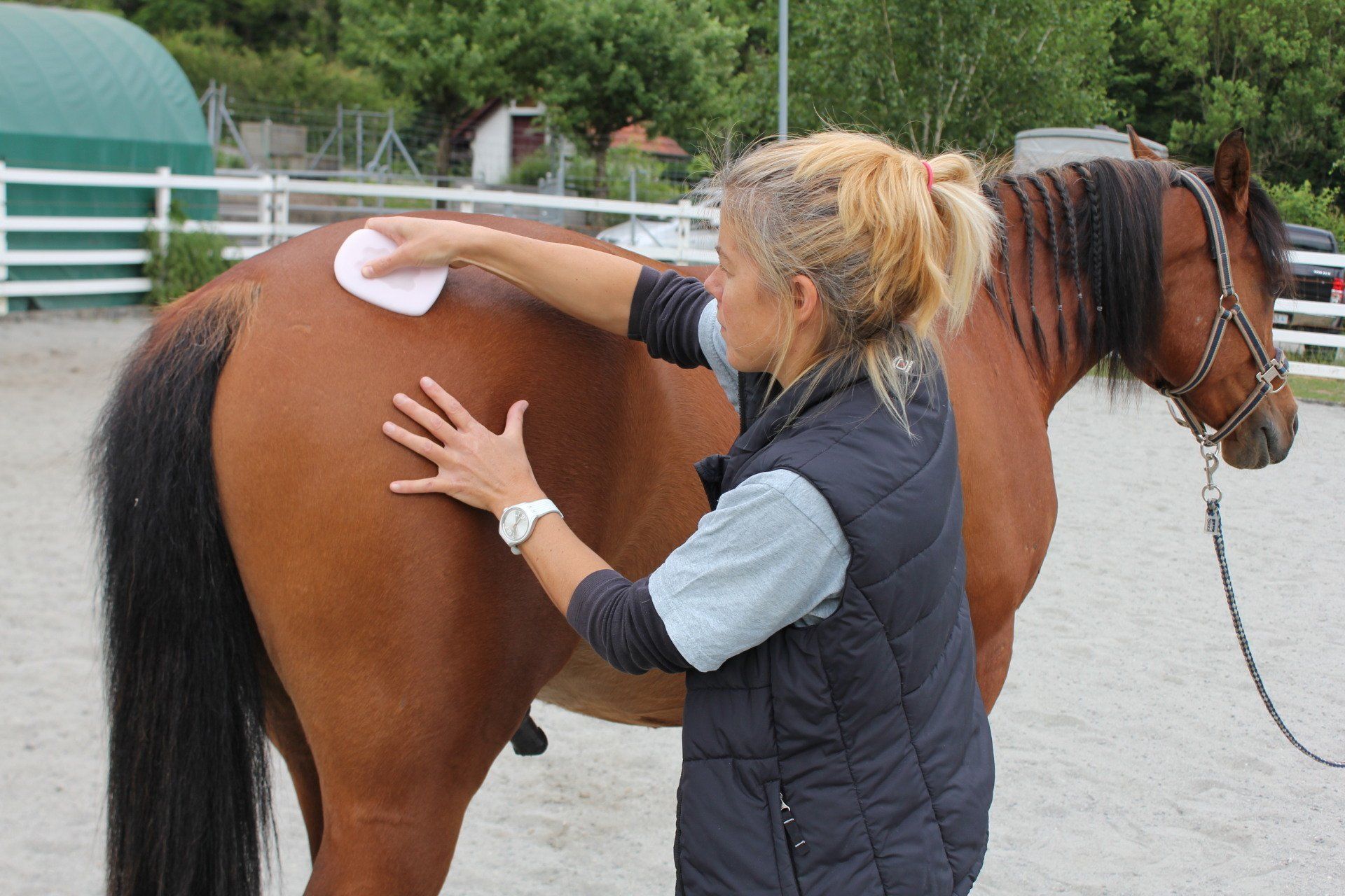 Fasciadisc für Pferde