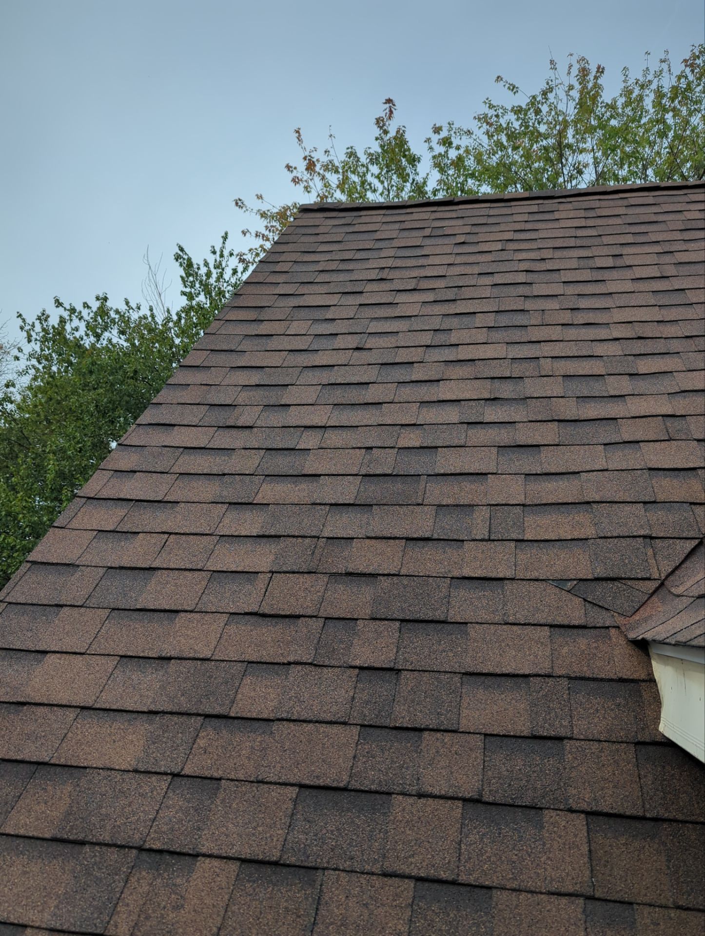 Brown asphalt shingle roof on a house, with a tree in the background.