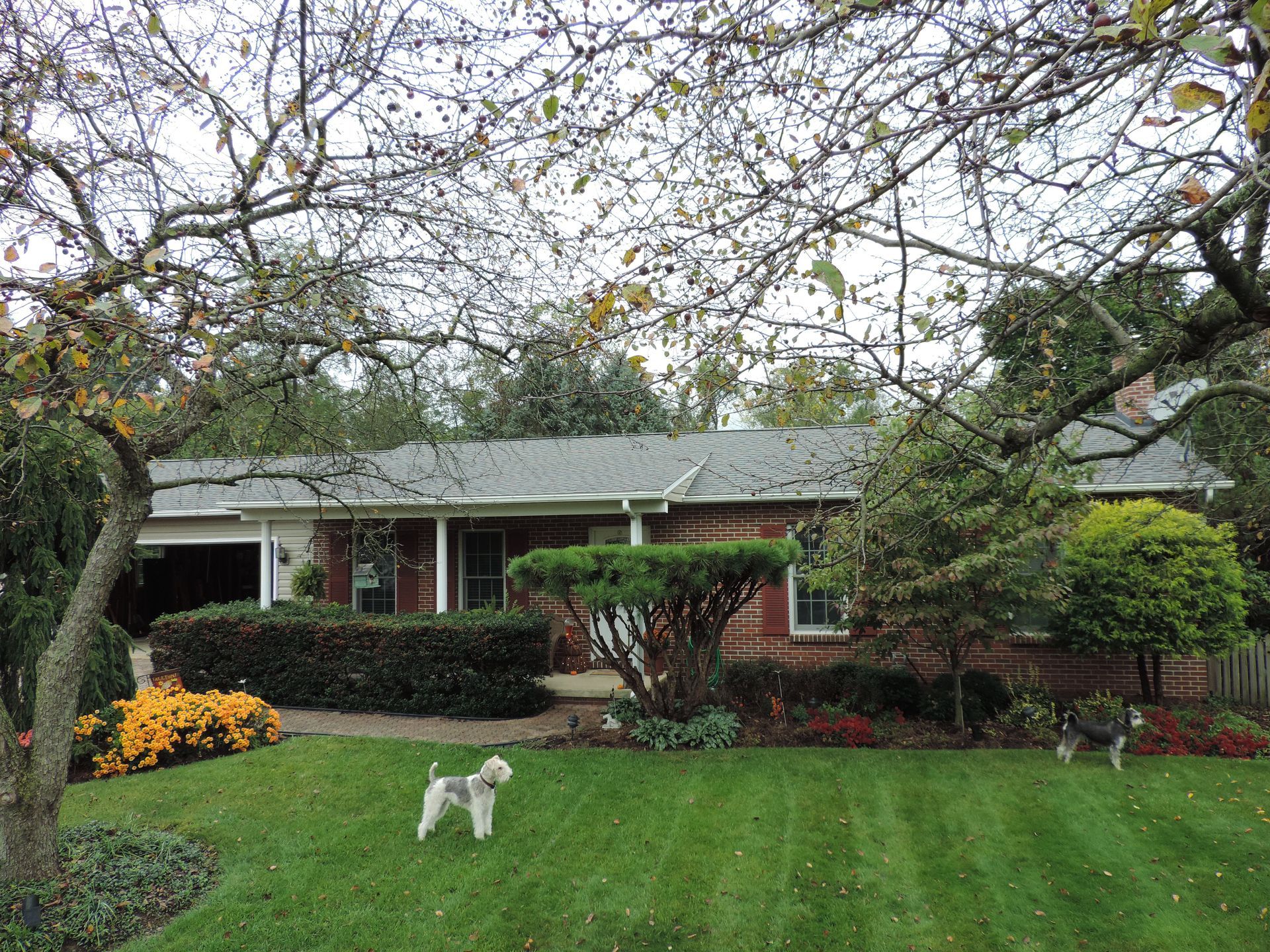 Lawn with house, trees, and dog. Autumn colors; a small, white dog is on the lawn.