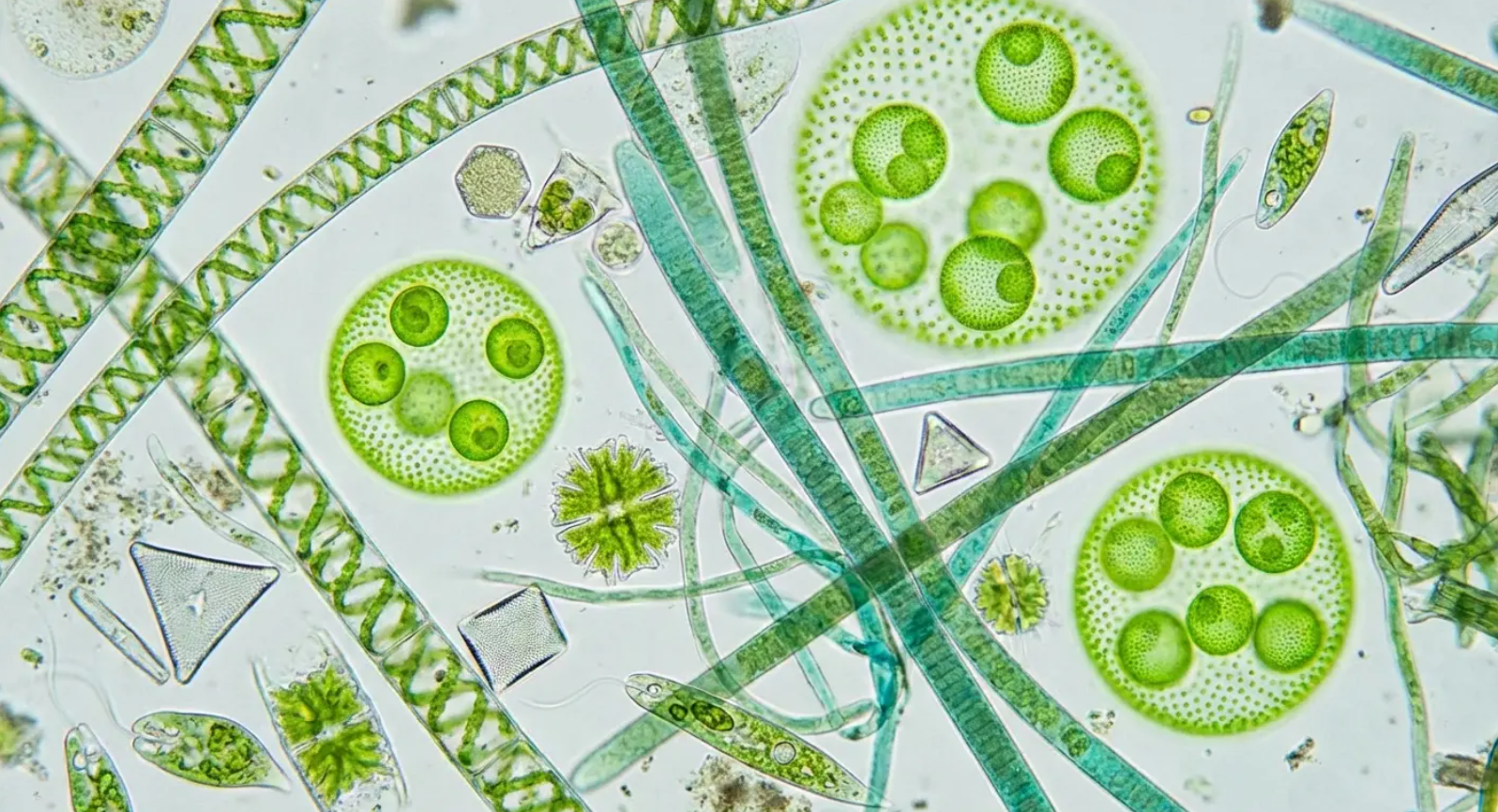 Microscopic image of diverse green algae species showing cellular structures and forms.