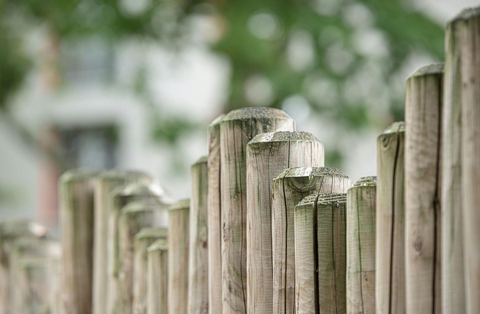 Wooden fence posts in a row, with blurred greenery in the background.