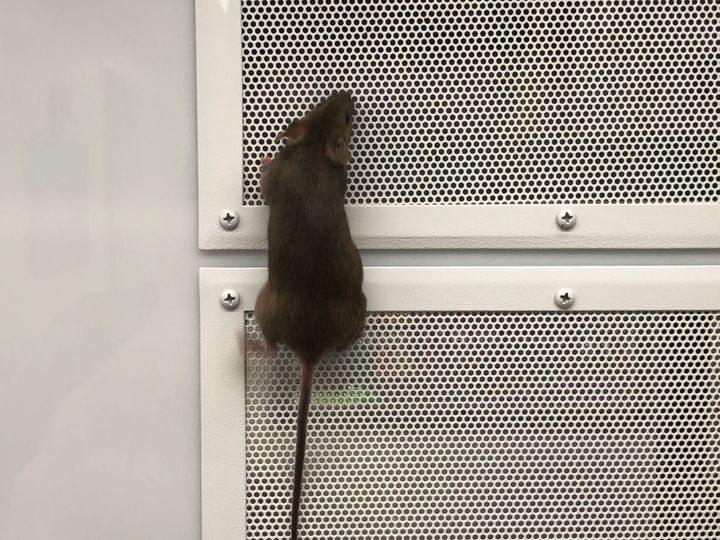 disinfestazione contro i ratti