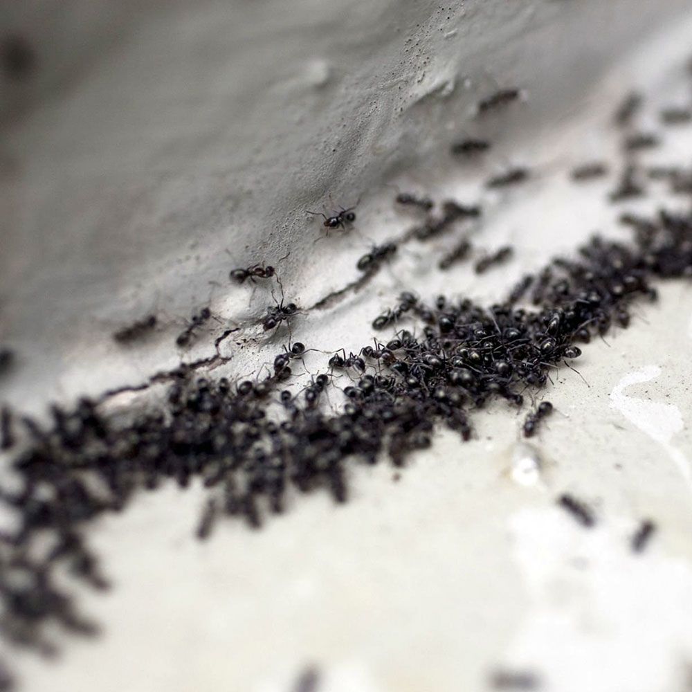 formiche e insetti striscianti