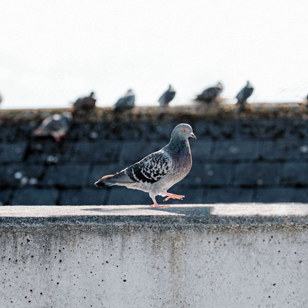 allontanamento volatili