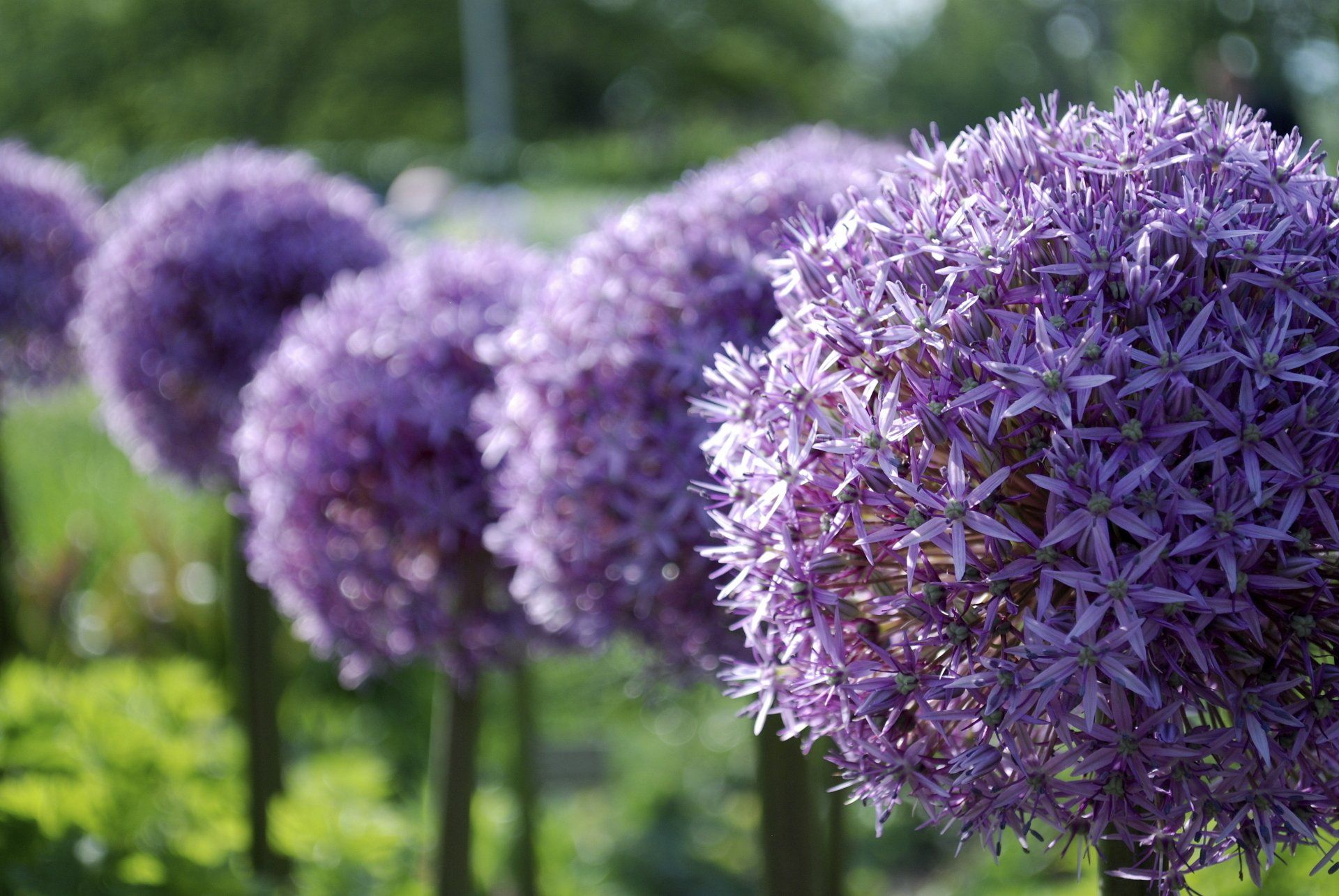 a row of purple flowers are growing in a garden .