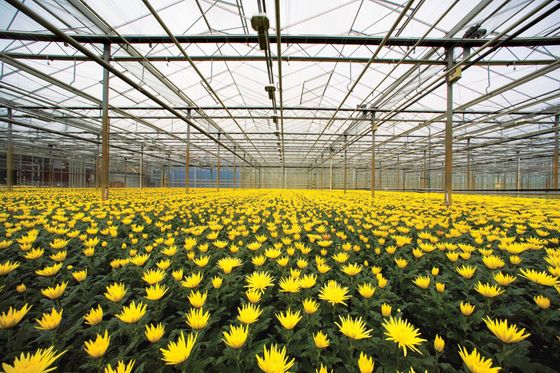 a greenhouse filled with lots of yellow flowers