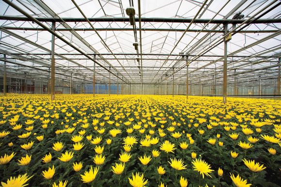 a greenhouse filled with lots of yellow flowers