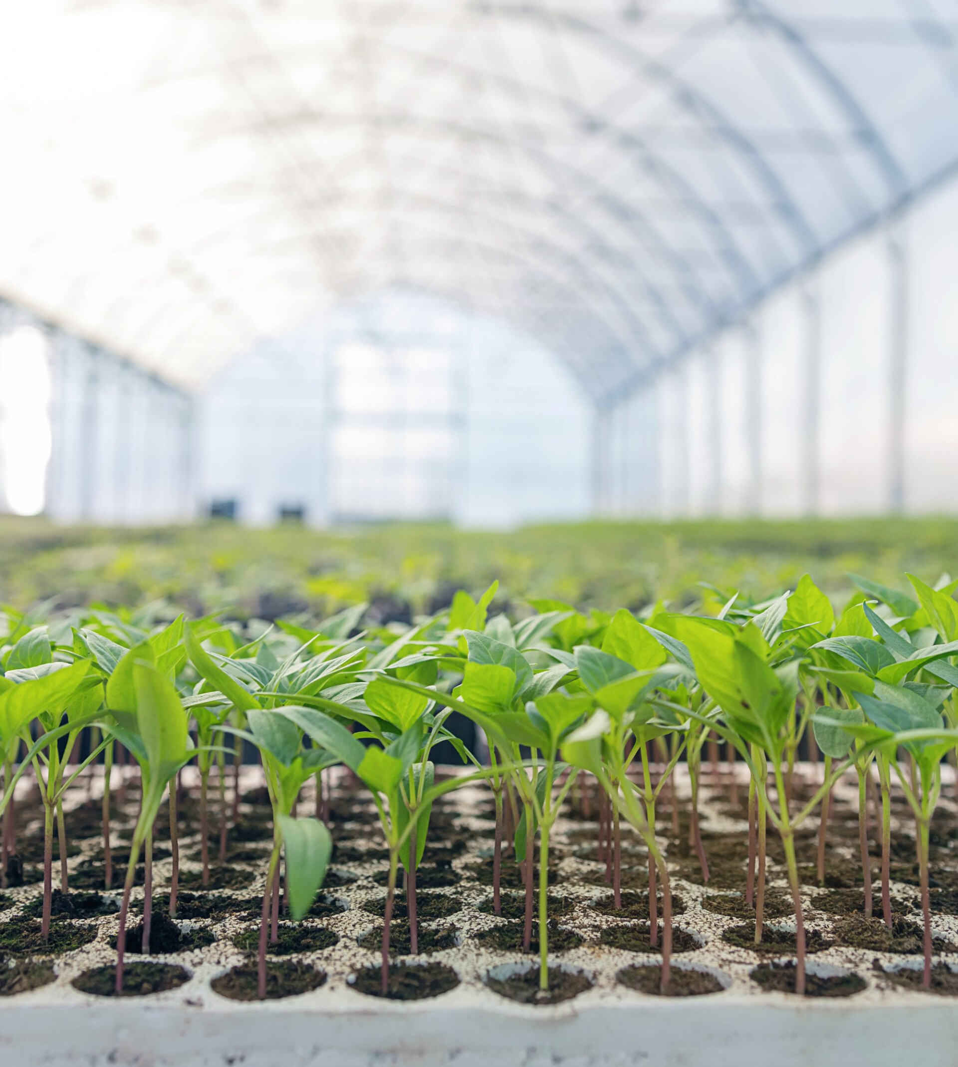 a greenhouse filled with lots of young plants growing in trays .