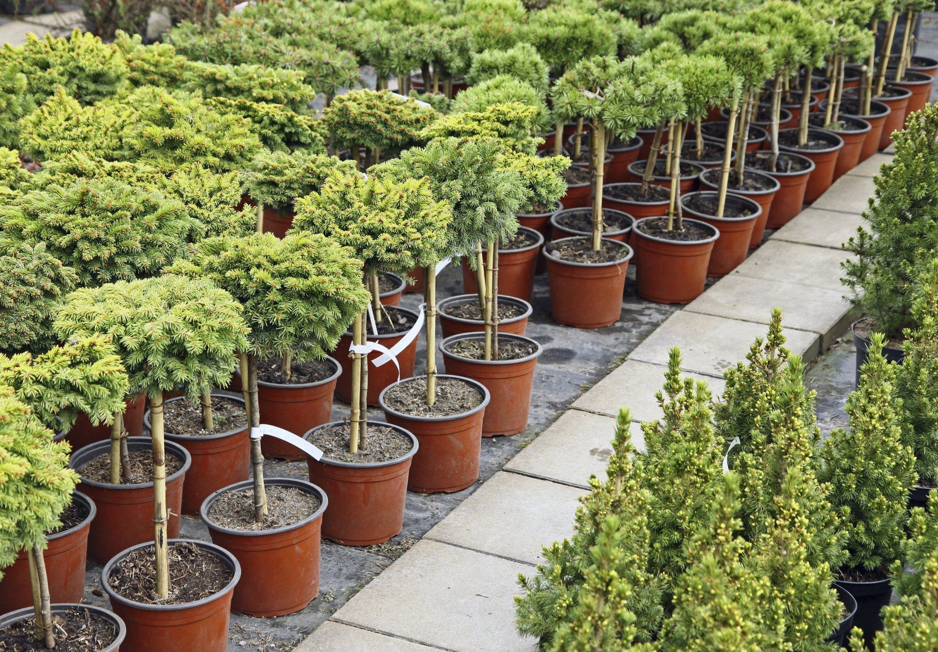 a row of potted plants are lined up on a sidewalk