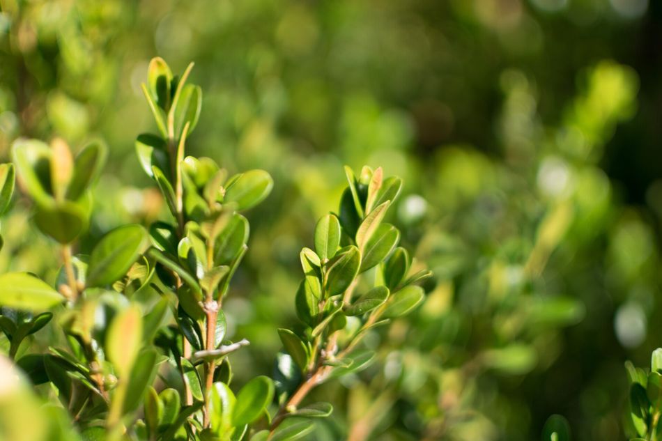 a close up of a bush with lots of green leaves .
