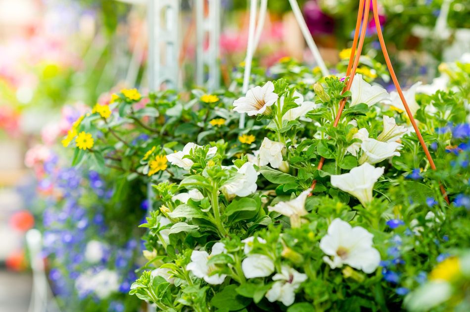 a bunch of hanging baskets filled with flowers in a garden .