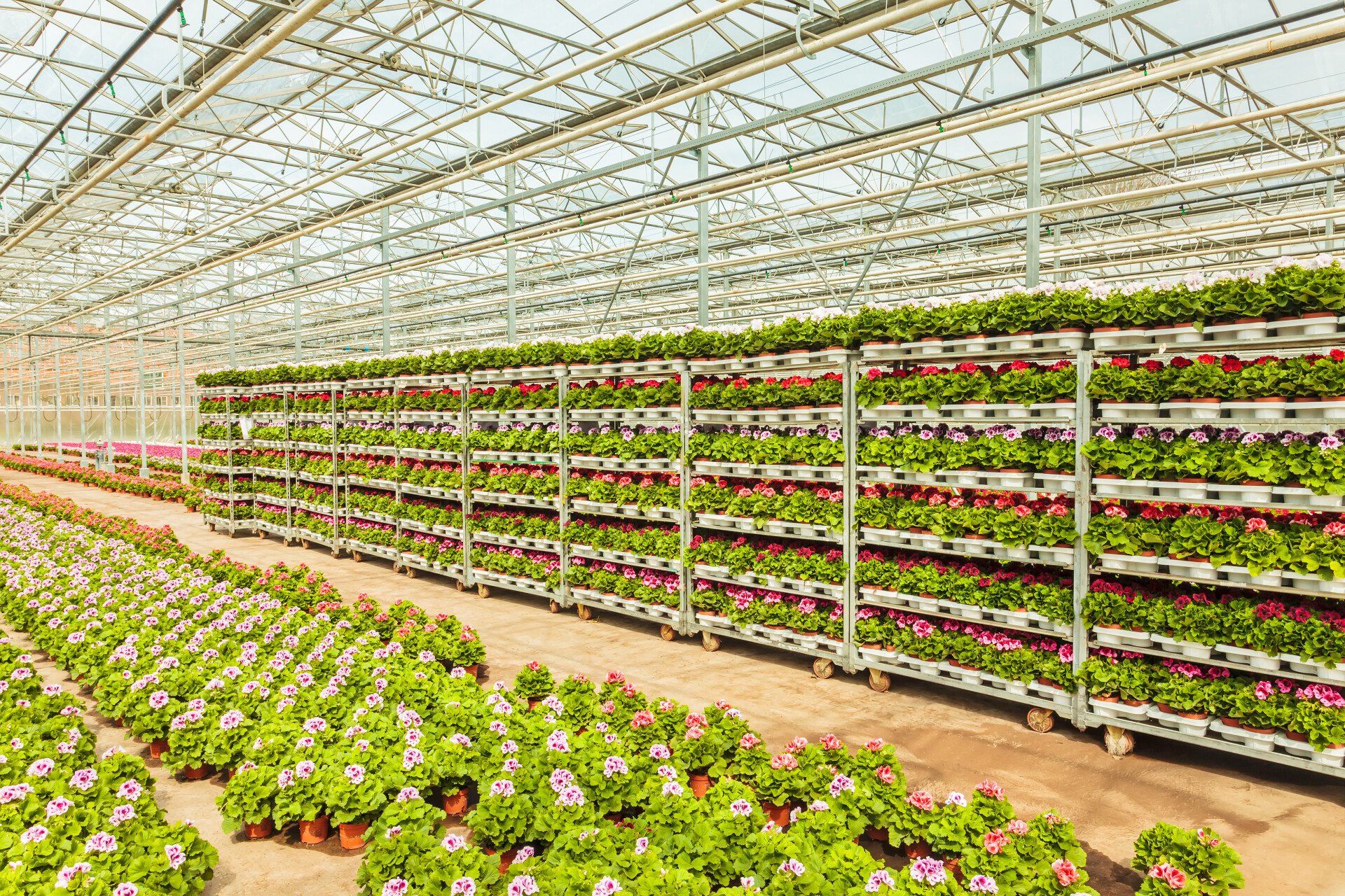 a greenhouse filled with lots of potted plants and flowers .