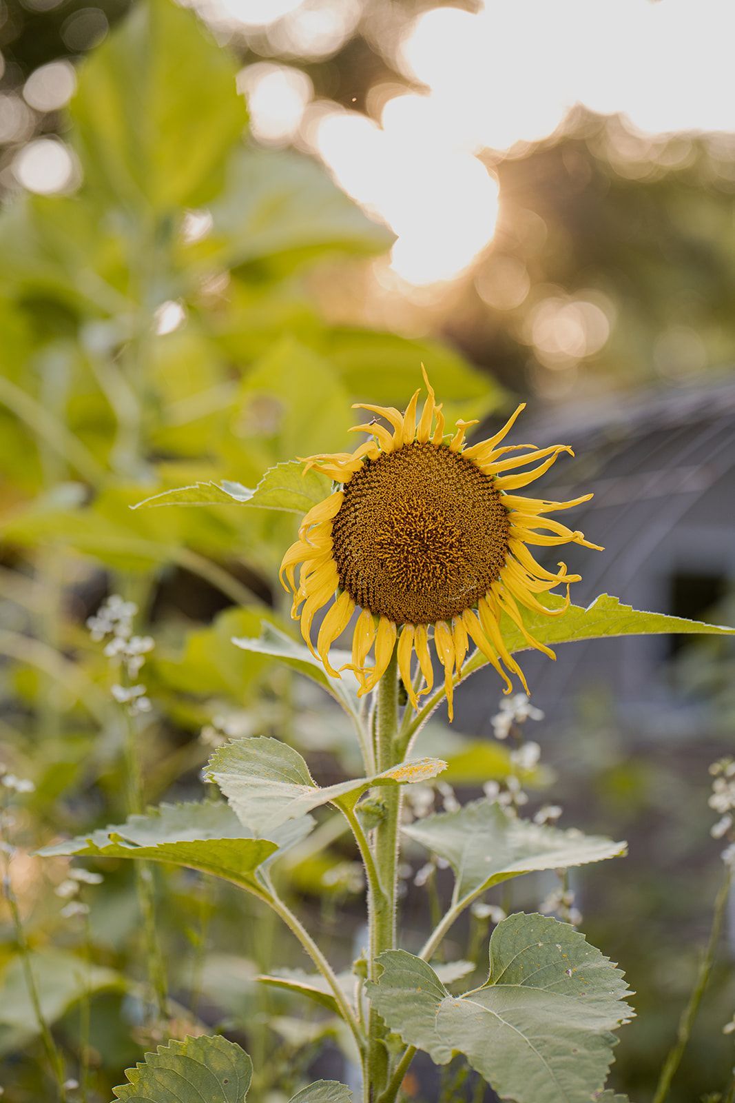 sexual reactivity therapy for youth