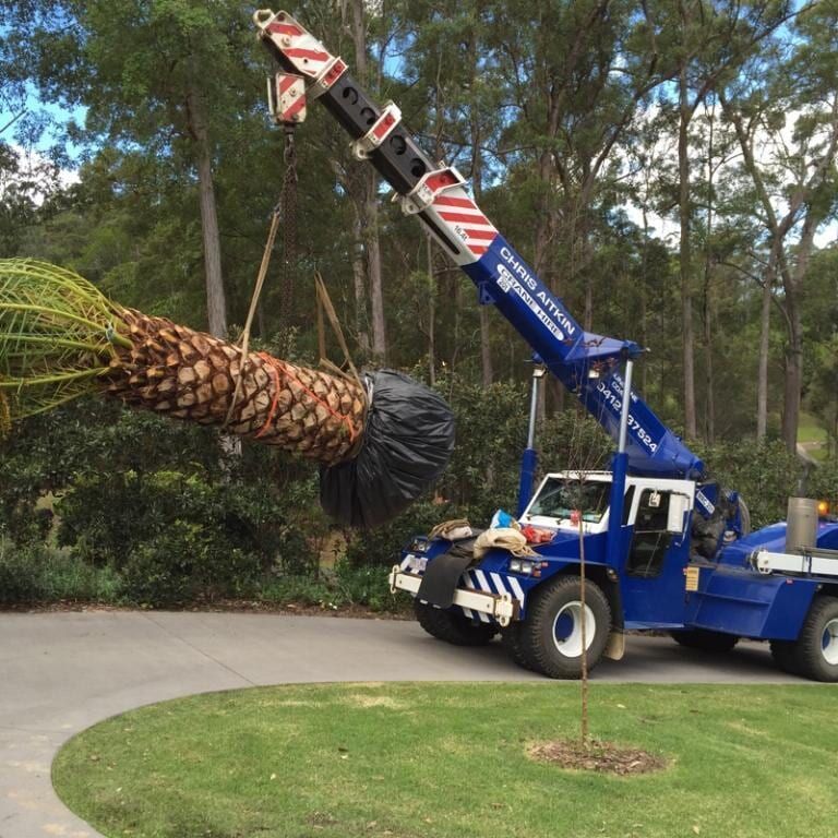 A Large Palm Tree is Being Lifted by a Crane — CA Crane Hire in Forest Glen, QLD