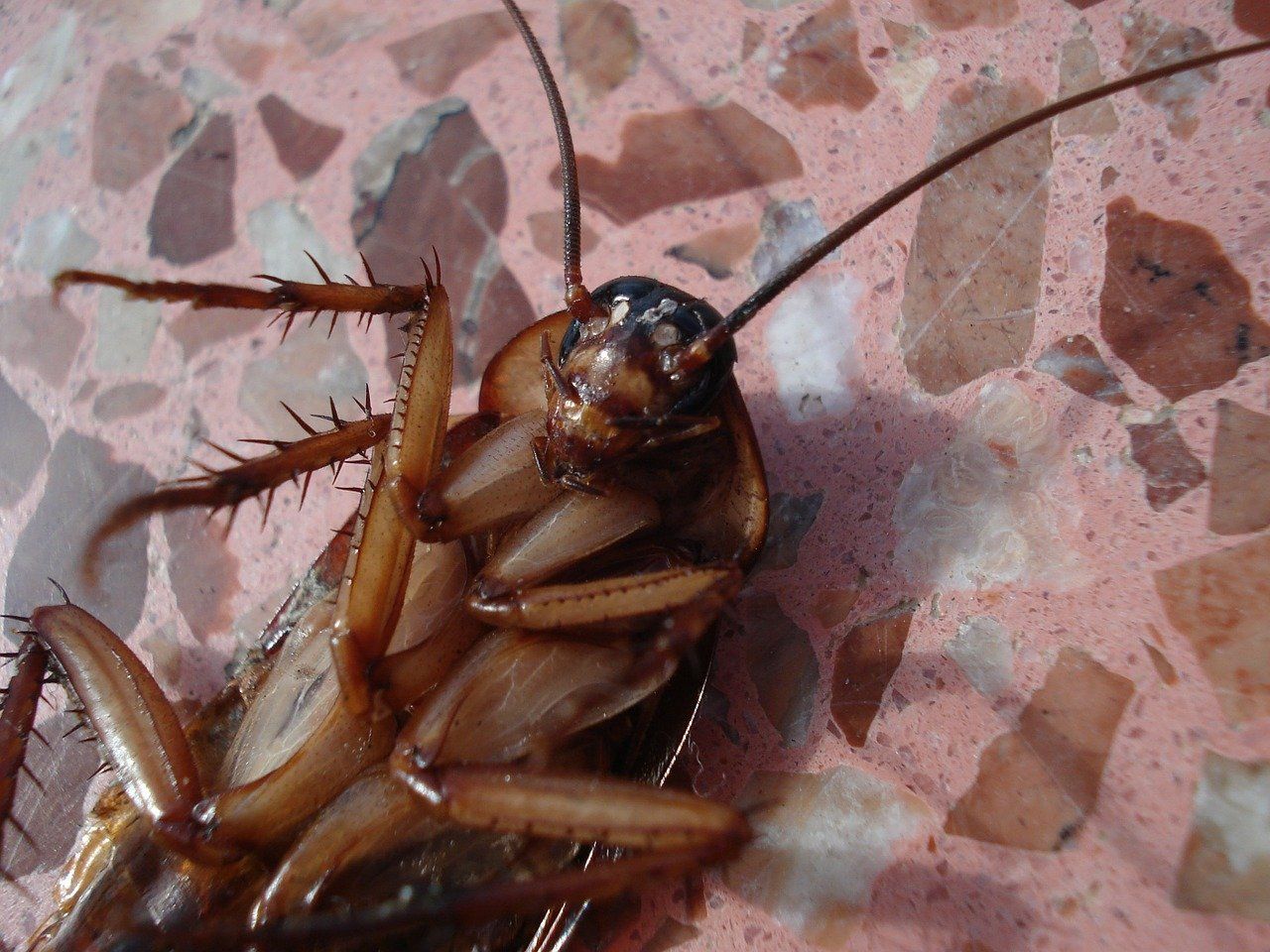 Cockroach Pest Control Tips