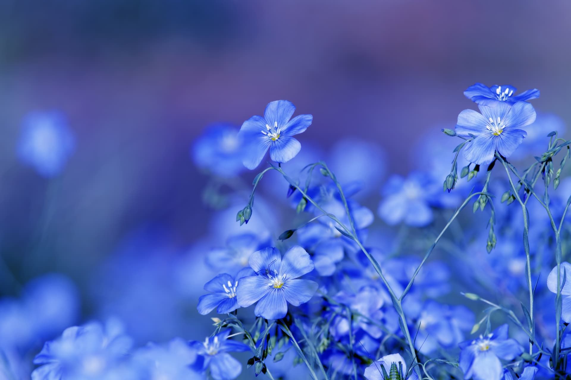 Send Flowers