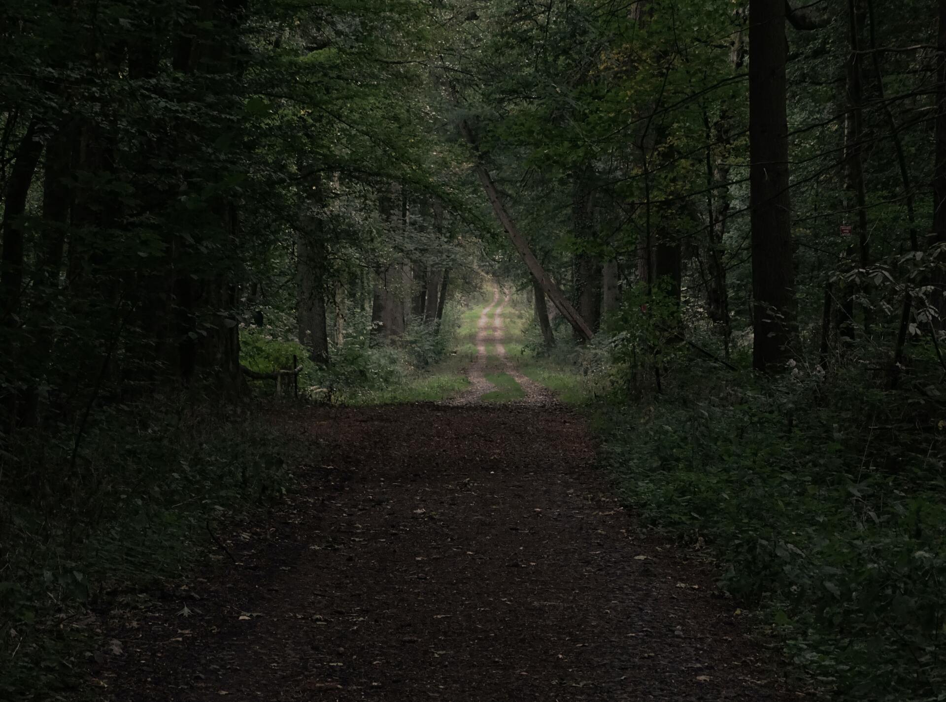 Scenic forest path winding through lush green trees and grass.