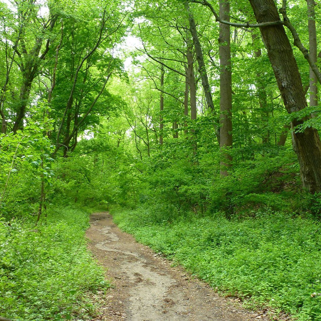 A peaceful forest path surrounded by towering trees.