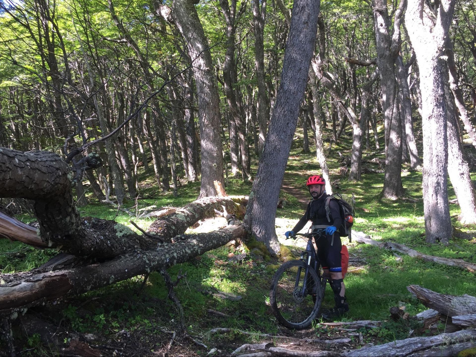 En eBike por un sector del bosque entre Lago del Desierto y Candelario Mancilla - Paso 2 Lagunas.