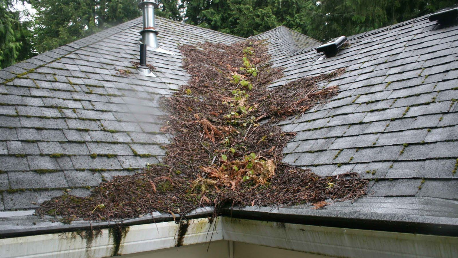 Brown, leafy debris on a weathered asphalt shingle roof, obstructing the gutter.
