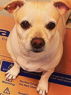A light brown, short-haired dog with dark eyes sits on a cardboard shipping box.