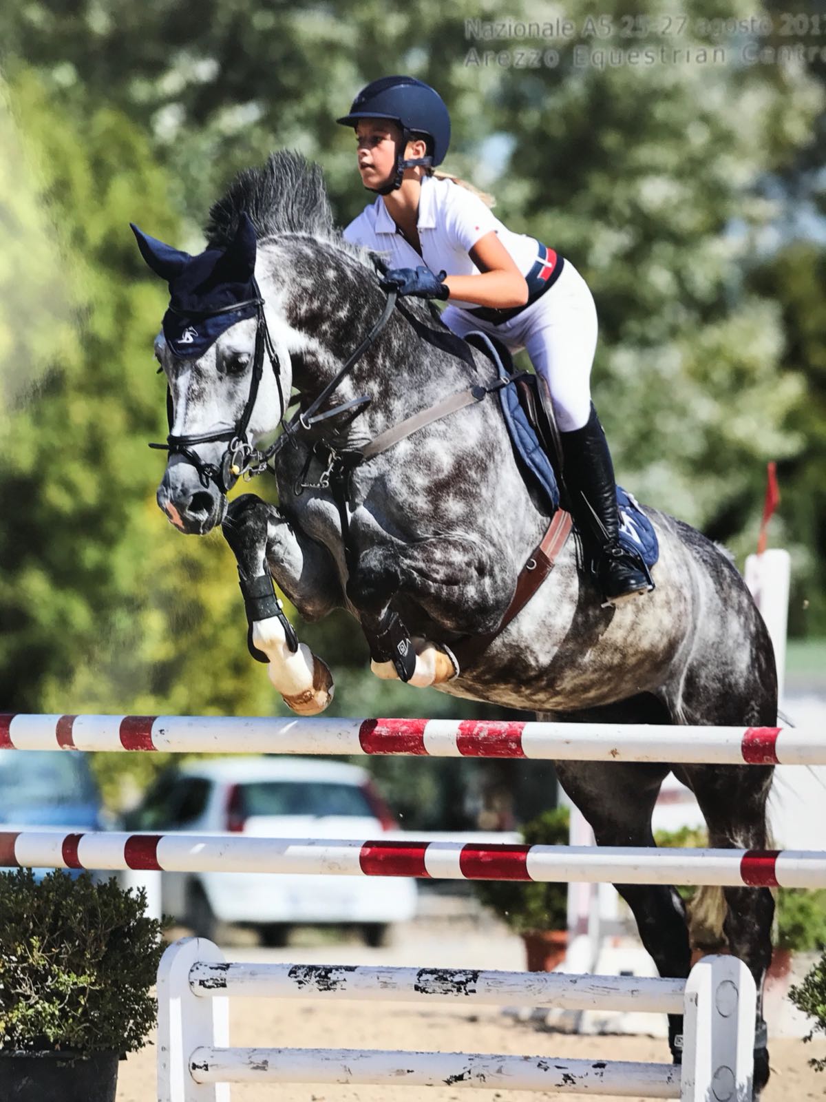 cavallo che salta gli ostacoli