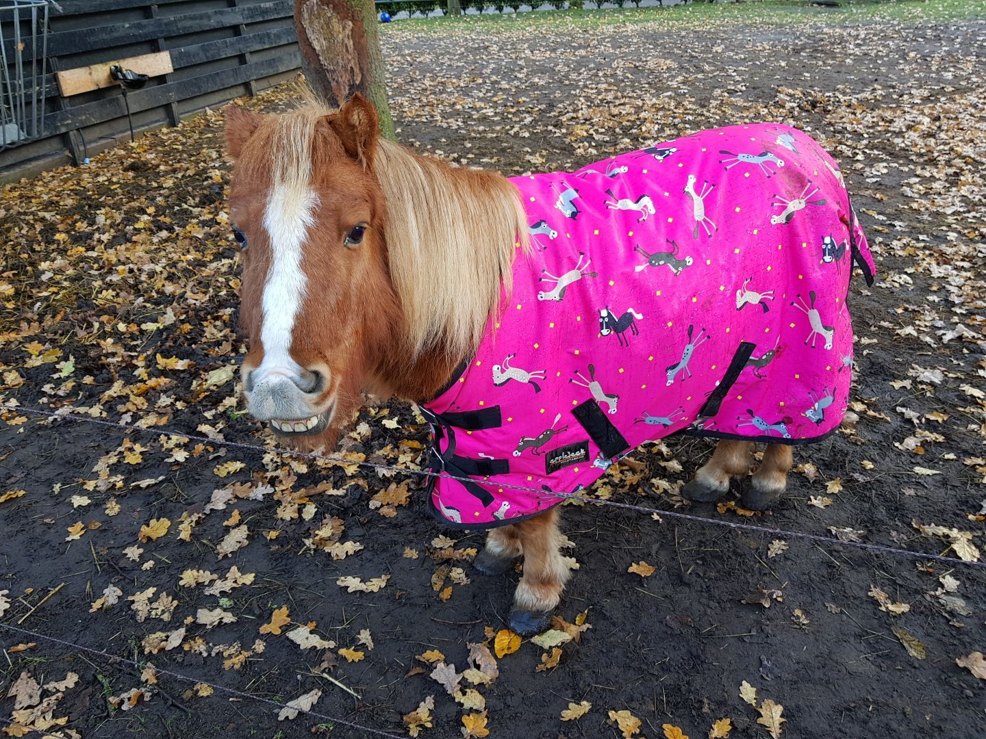 pony per bambini