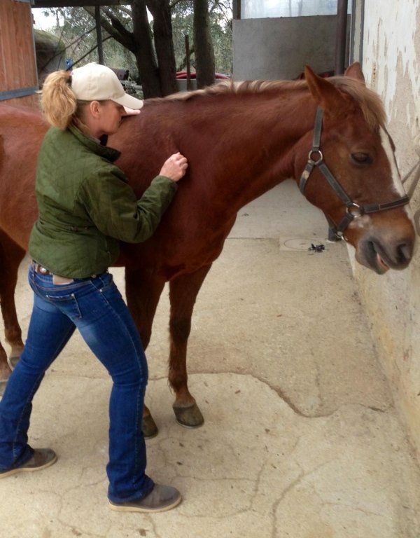 terapia muscolare per cavalli