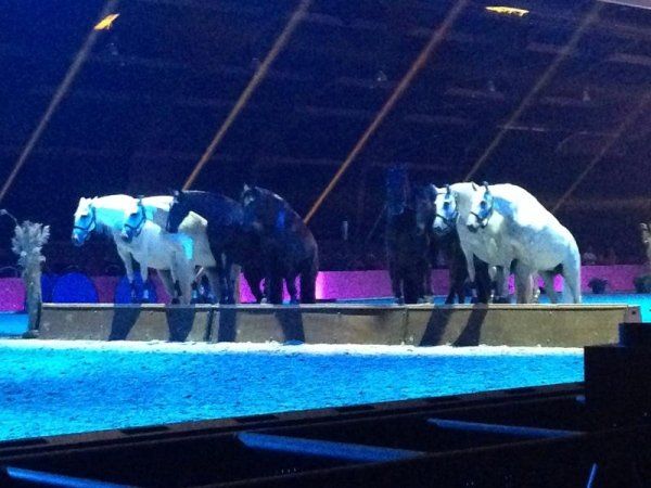 campionato mondiale equitazione