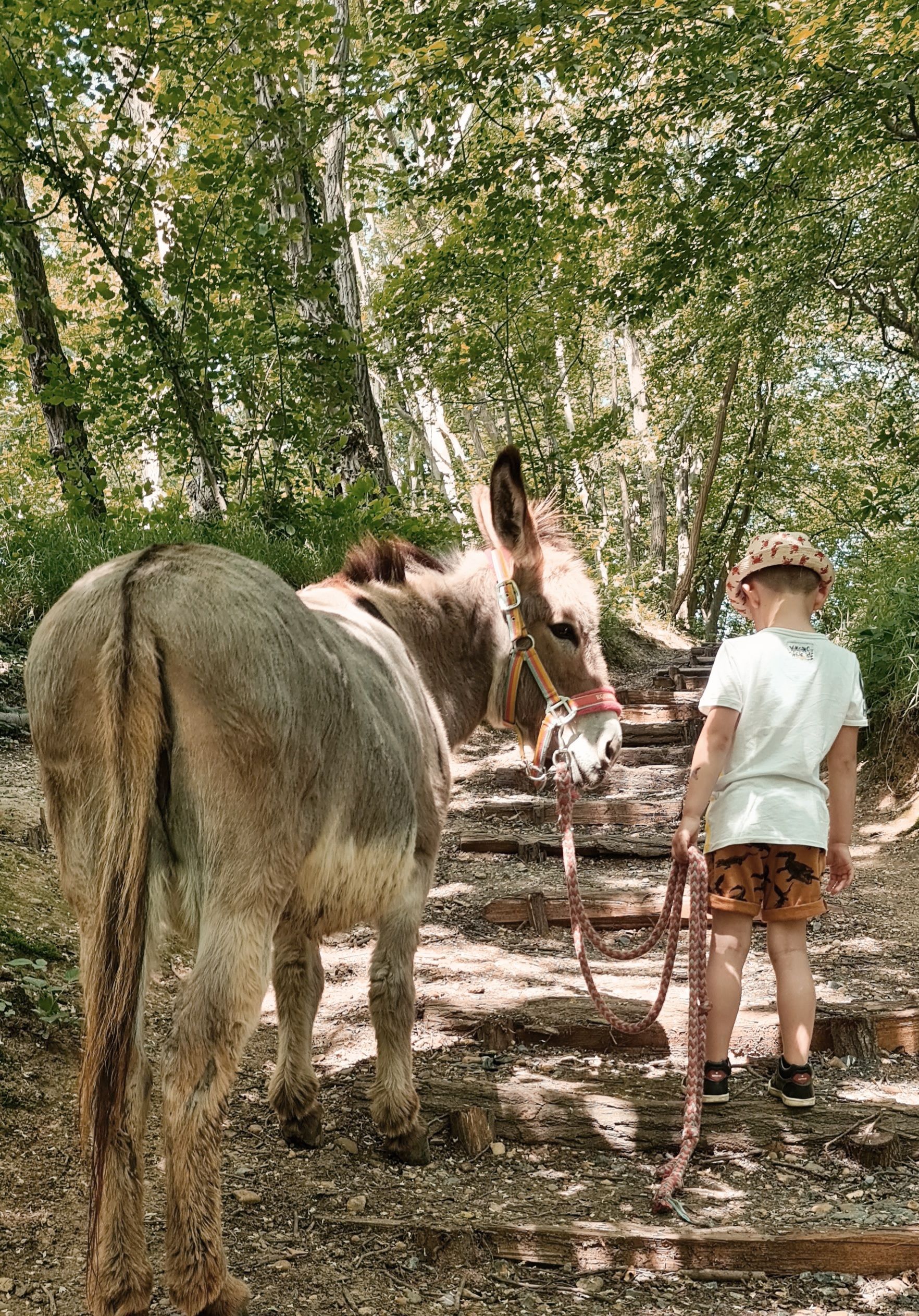 Een jongen loopt aangelijnd met een ezel in het bos. Individuele begeleiding Op Ezelavontuur