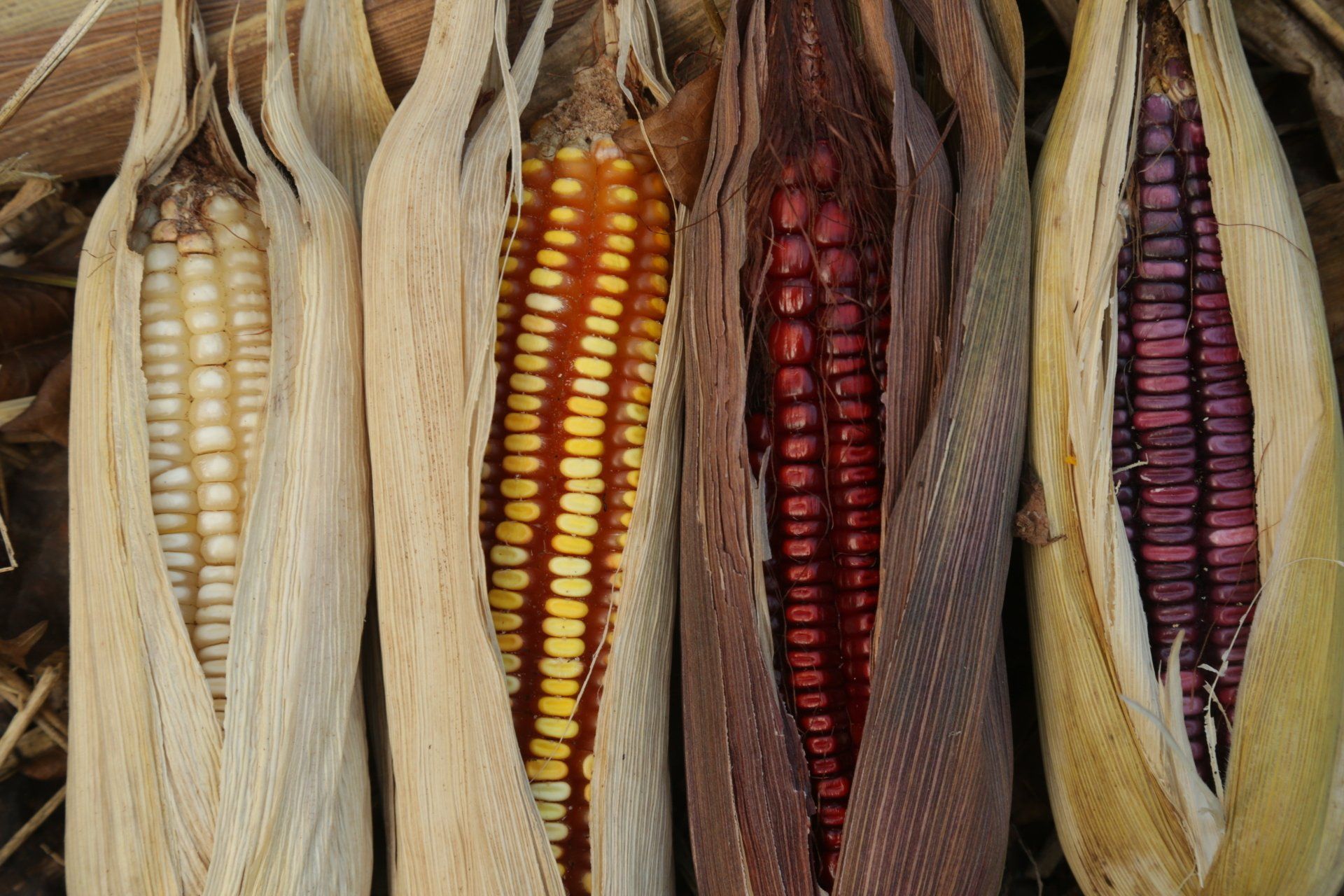 Cuatro mazorcas de maíz criollo de colores que van del crema al rojo púrpura. Maiz sembrado por Waah Cocina de Origen.