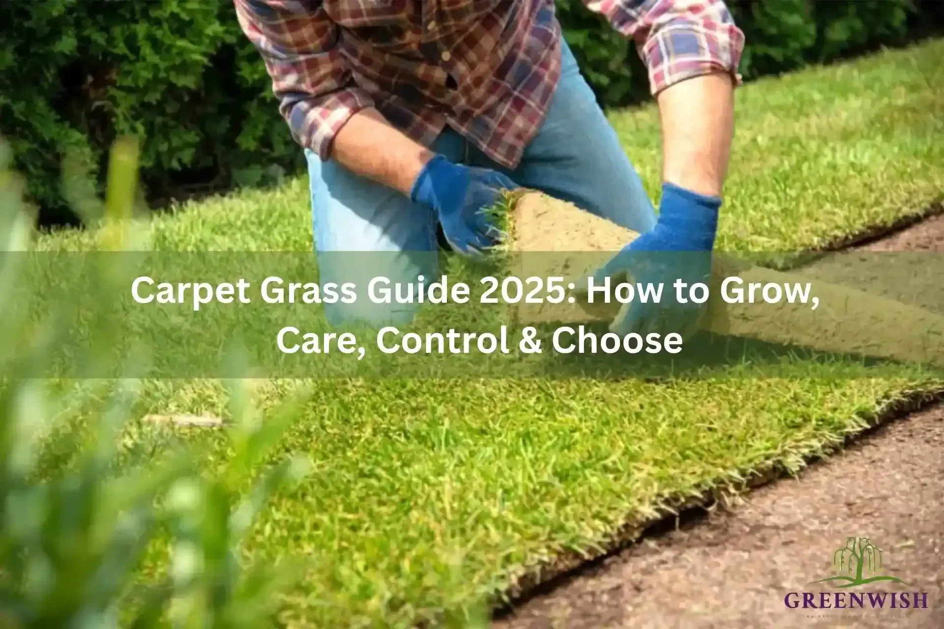 Carpet Grass Guide 2025: How to Grow, Care, Control & Choose the Best Lawn Grass