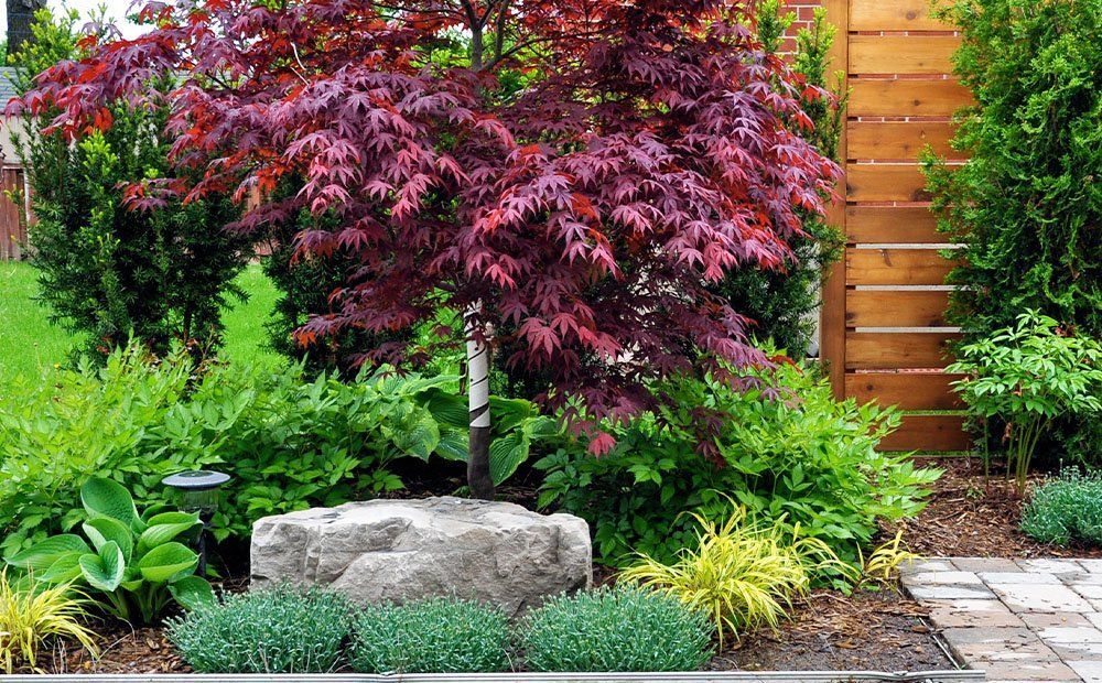 Beautiful front yard with small flowering trees in Virginia, perfect for tight spaces and low-mainte