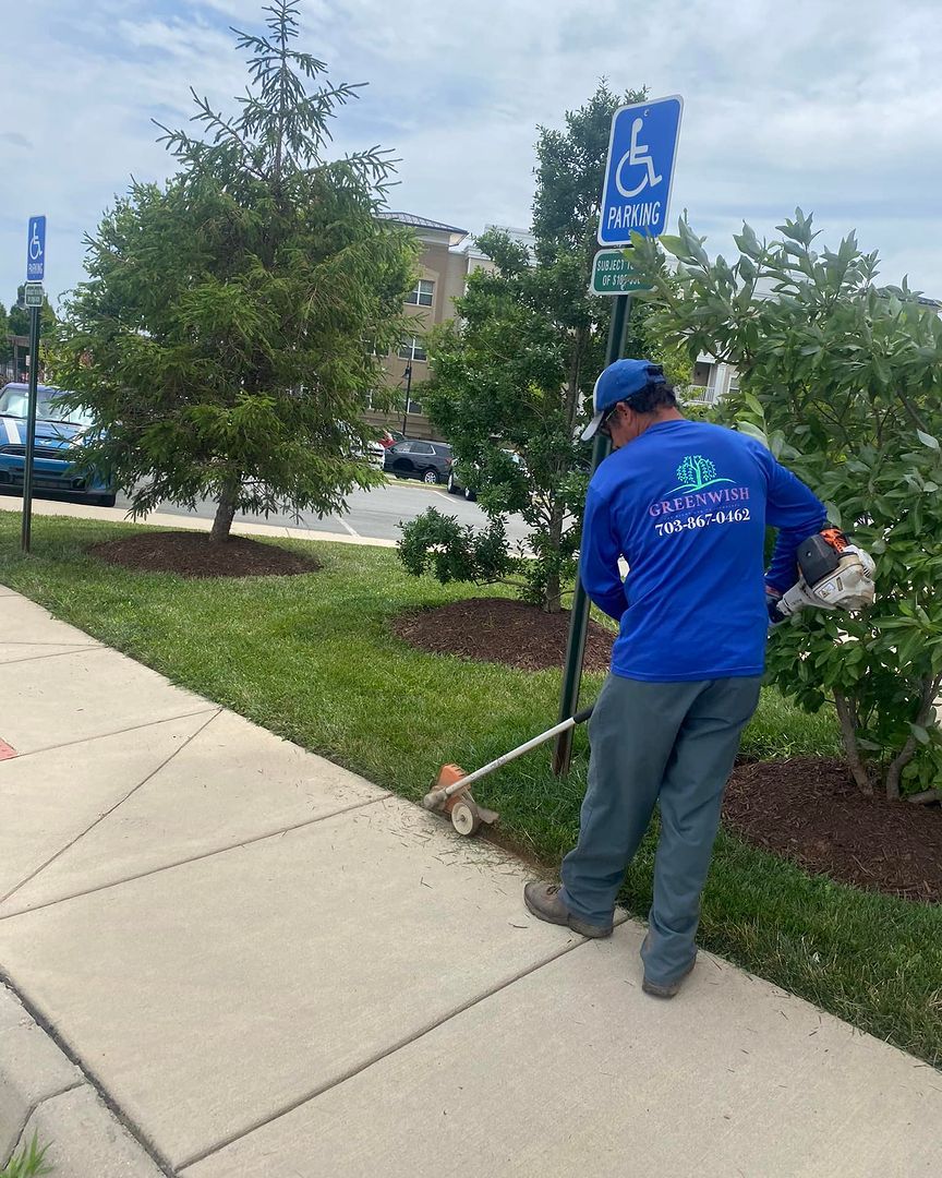A man is cutting grass on the sidewalk next to a handicapped parking sign.