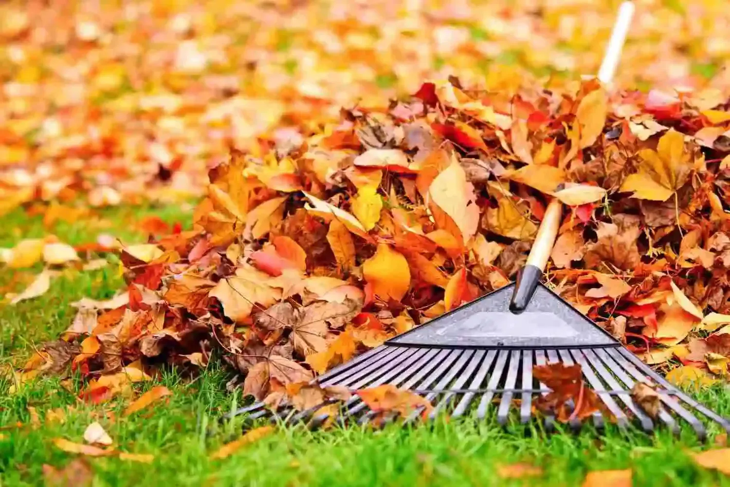 Ultimate Spring Clean Up Guide (2025) Expert Tips, Yard Checklist, Costs & Timing